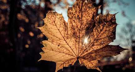 Herbstzeit = Igelzeit