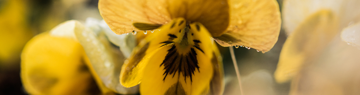 hornveilchen-viola-frühlingsblüher