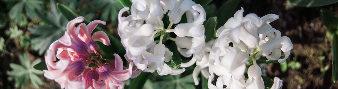 Hyazinthe Hyacinthus Garten Leipzig