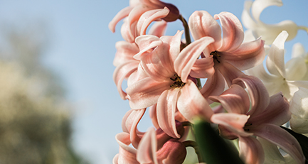 Hyazinthe Hyacinthus Garten Leipzig