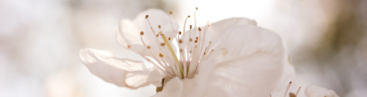 Kirschblüten als Frühjahrsanzeiger!