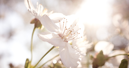 Kirschblüten als Frühjahrsanzeiger!