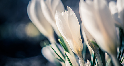 krokus-crocus-iridaceae-frühling-frühblüher