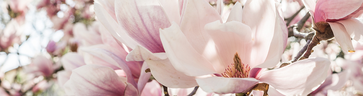 gartenplanung-gartengestaltung-magnolie