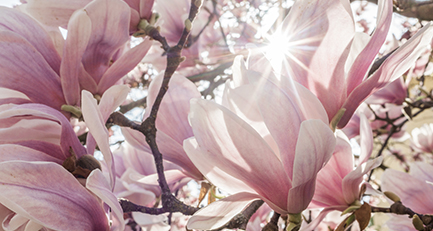 gartenplanung-gartengestaltung-magnolie