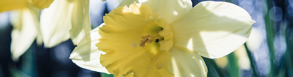 osterglocke-narcissus-pseudonarcissus-narzisse-amaryllidacea