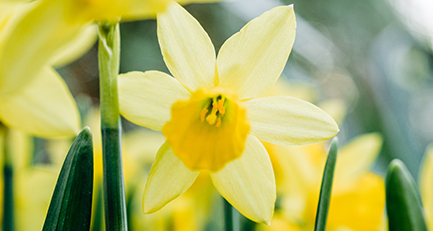 osterglocke-narcissus-pseudonarcissus-narzisse-amaryllidacea