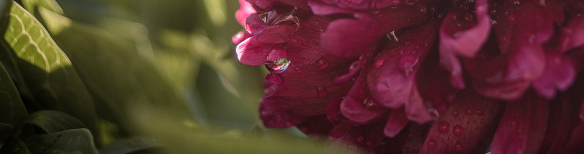 pfingstrose-paeonia-bluetenball-pfingsten