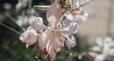 gartenplanung-gartengestaltung-prachtkerze