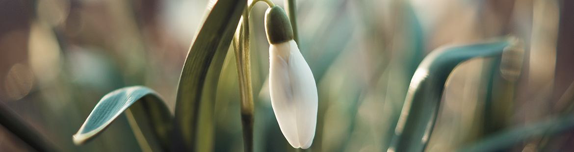 Die Stechpalme (Ilex)