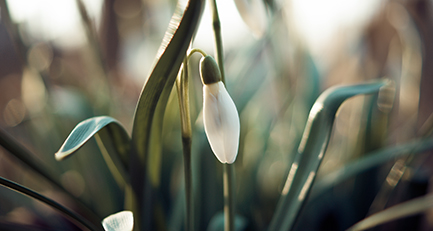 schneeglöckchen-galanthus-frühling