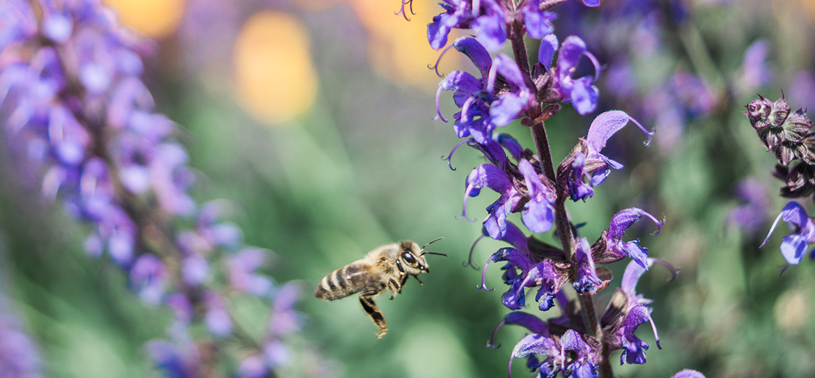 32+ Salbei Vorgarten, Der aromatische salbei ist ein beliebtes