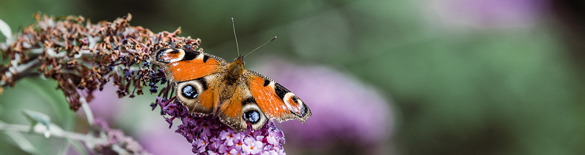 tagpfauenauge-gartenbesucher-insekten