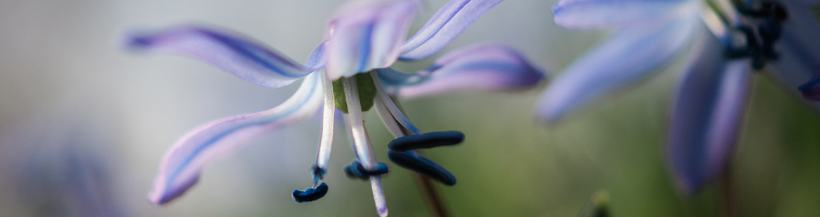 Gartenplanung, Gartengestaltung