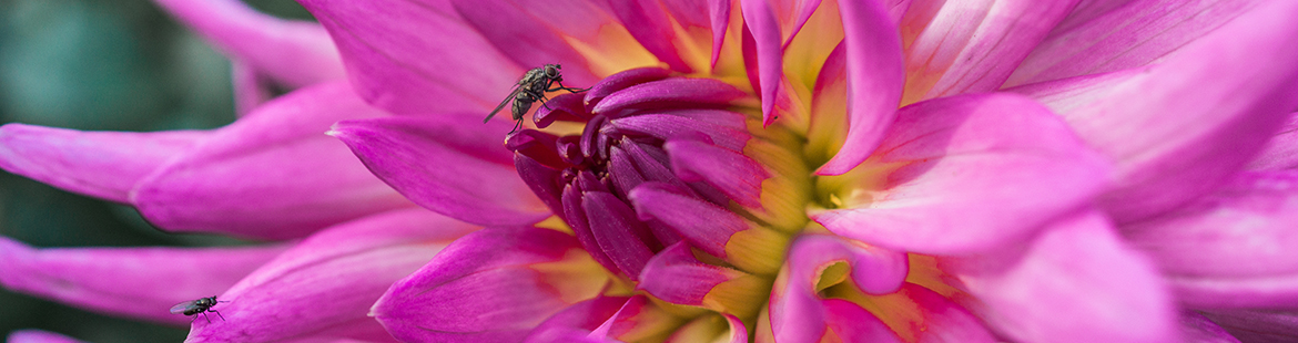 gartenplanung-dahlie-gartengestaltung-leipzig