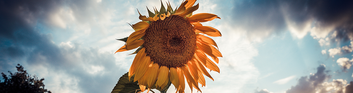 sonnenblume-helianthus-garten-beete