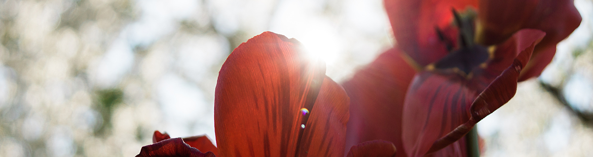 tulpe-tulipa-frühling-frühblüher