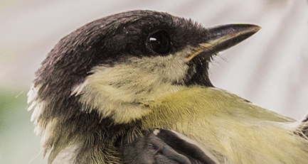 gartenplanung-gartengestaltung-leipzig-vogelfuetterung-winter