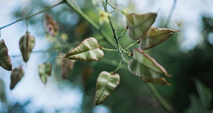 blasenbaum-solitaer-koelreuteria-seifenbaum