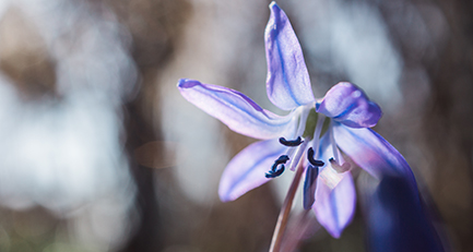 gartenplanung-gartengestaltung-scilla-blausternchen