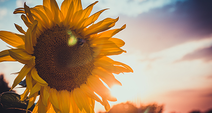 sonnenblume-helianthus-garten-beete