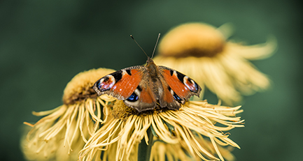 tagpfauenauge-inachis-io-schmetterling-edelfalter